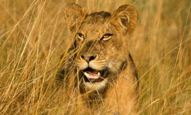 6-Day Midrange Tanzania Safari (Northern Parks)