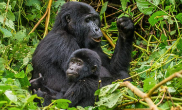 7-Day Wildlife Big 5 Gorillas and Chimpanzees Safari