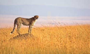 5-Day Wildlife Safari Tour To Maasai Mara, Lake Nakuru & Naivasha