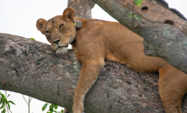 3-Day Safari to Queen Elizabeth National Park