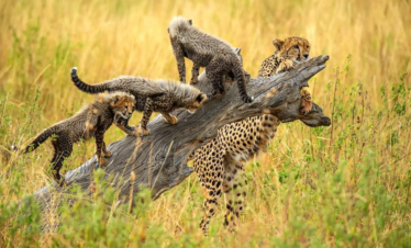 7-Day Into the Wild Kenya Safari National Parks