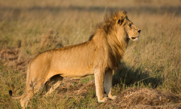 12-Day Escape Safari Tour and Beach Fun