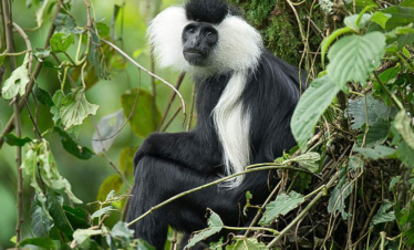 6-Day Rwanda Primates Trekking and Wildlife Safari Tour