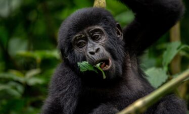 3-Day Gorilla Trekking Trip To Bwindi Impenetrable NP