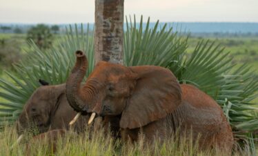 8-Day Murchison Falls and Gorilla Tracking Budget Safari